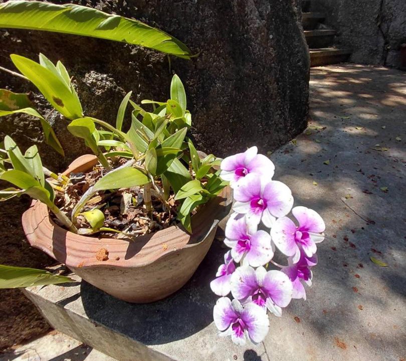 Photo of Others in Koh Tao