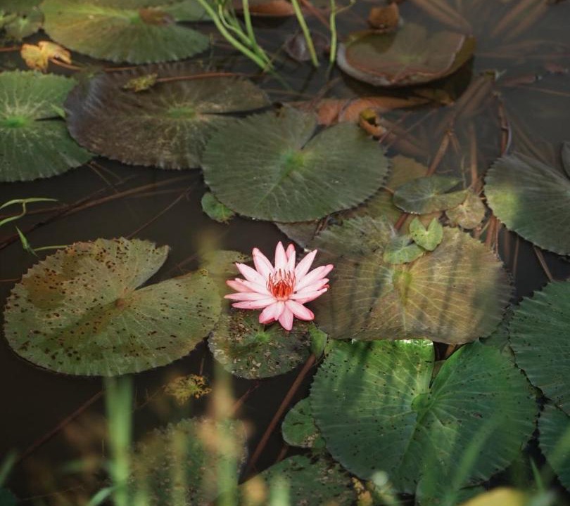 Photo of Others in Mae Wang