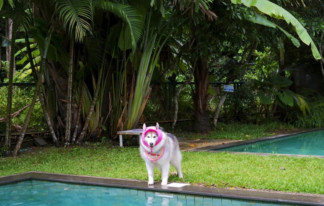 Photo of Others in Khao Lak