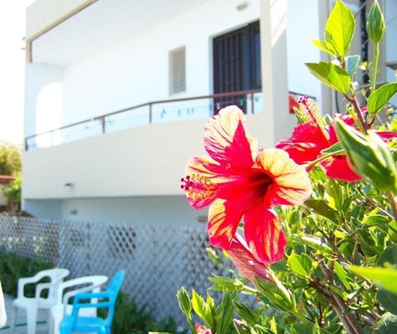 Photo of Patio Balcony in Theologos