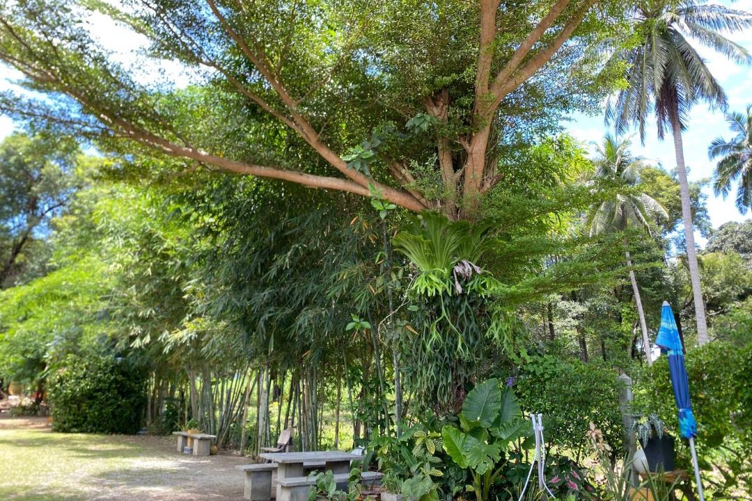 Photo of Others in Ko Lanta