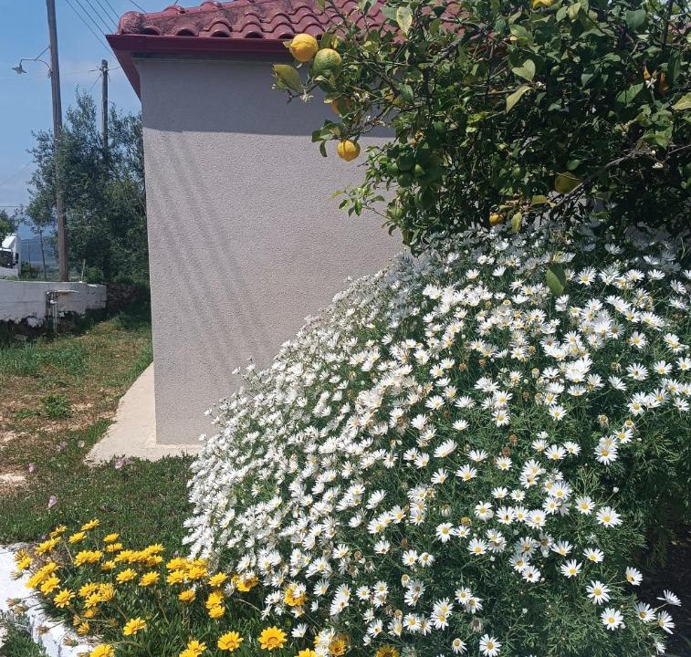 Photo of Outdoor in Valanidorrachi