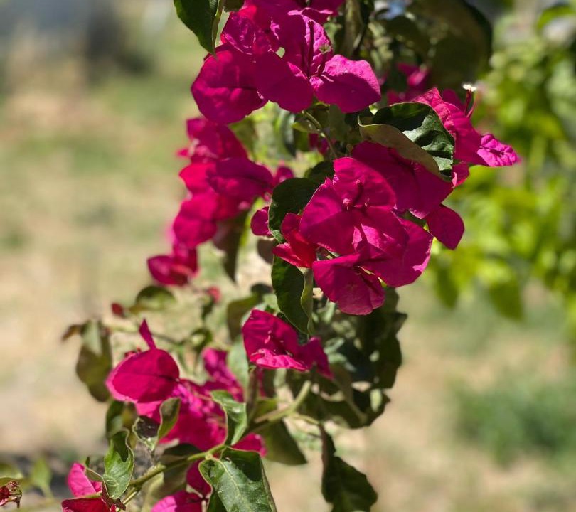 Photo of Outdoor in Lambi