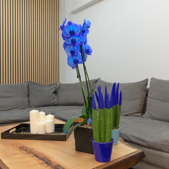 Photo of Livingroom in Khalandrion