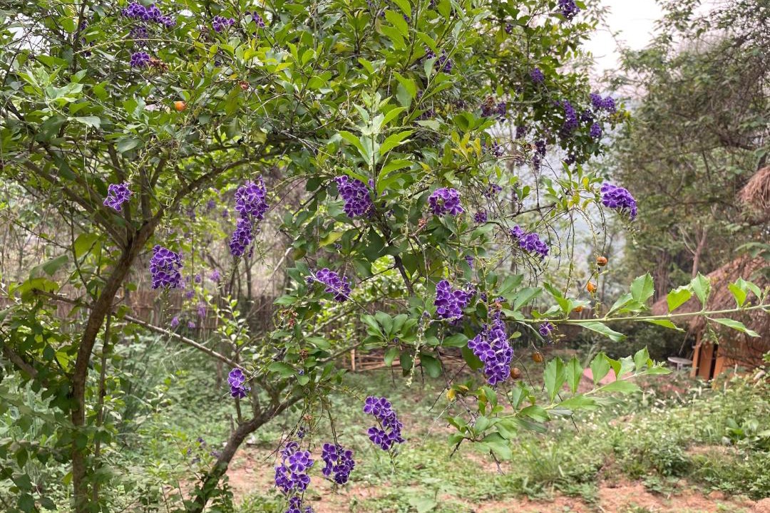 Photo of Others in Chiang Dao