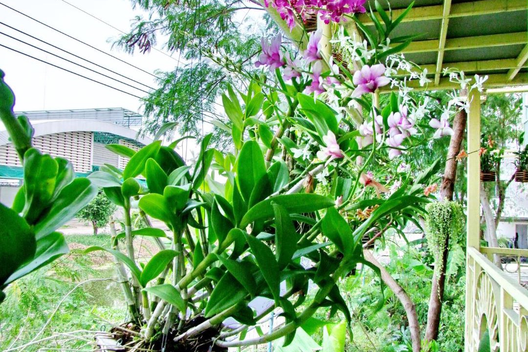 Photo of Others in Bang Phli