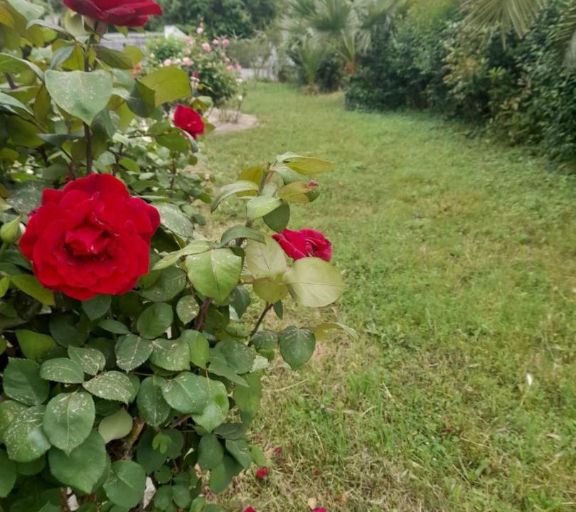 Photo of Outdoor in Platanidia