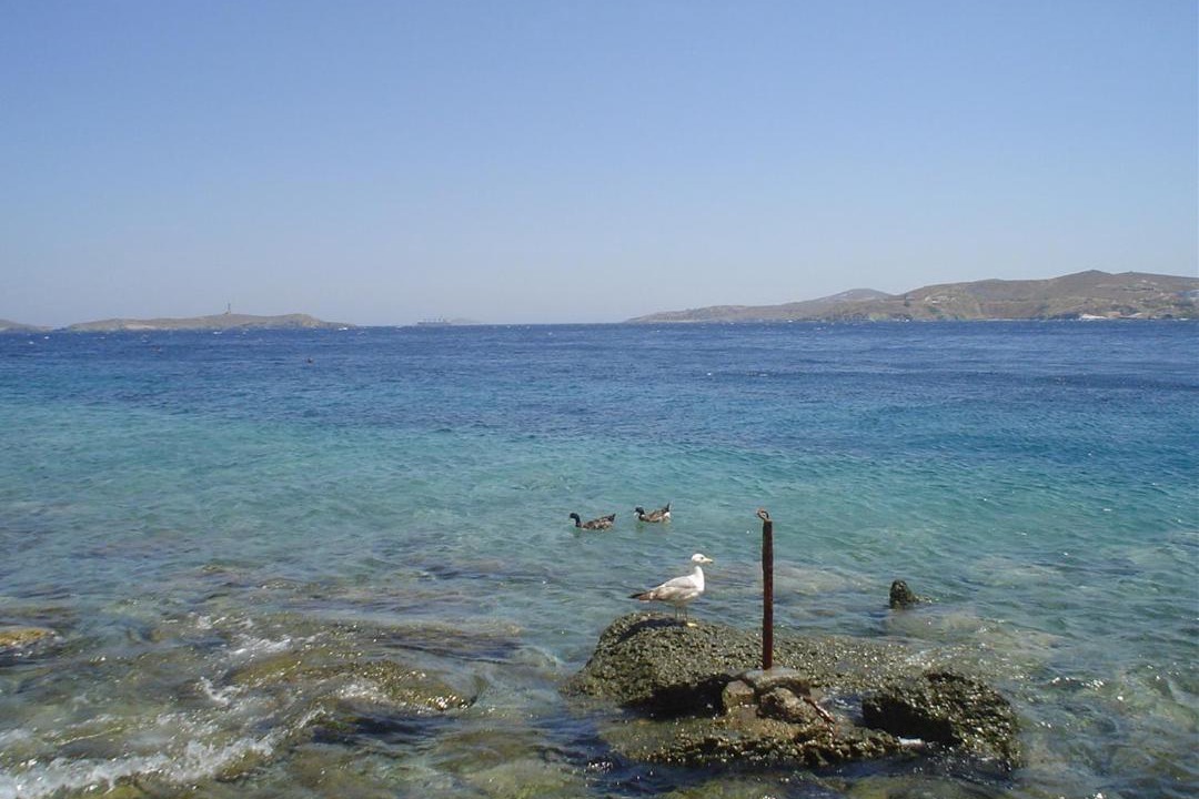 Photo of Others in Posidonia