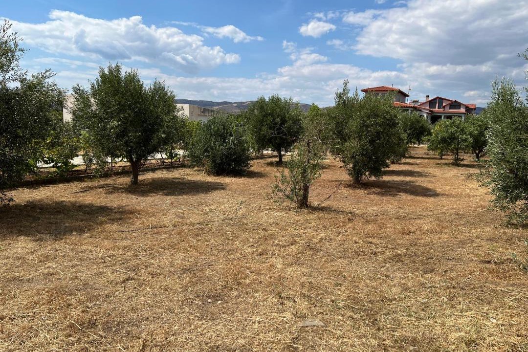 Photo of Others in Alexandroupoli
