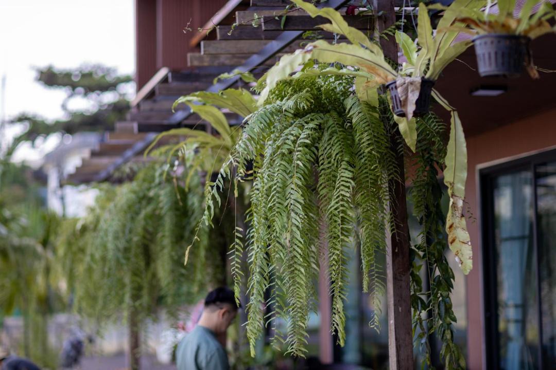 Photo of Others in Mae Sai