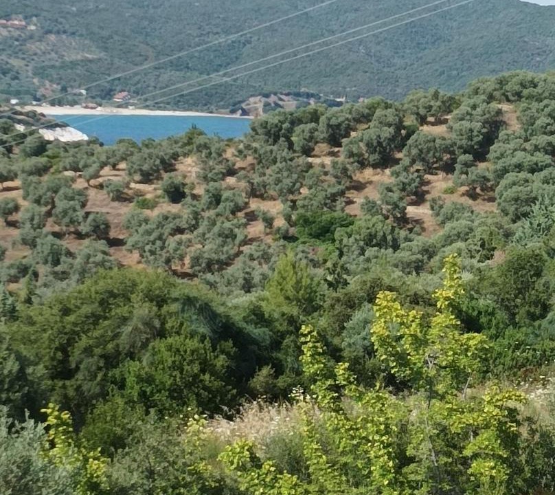 Photo of Others in Pirgadikia