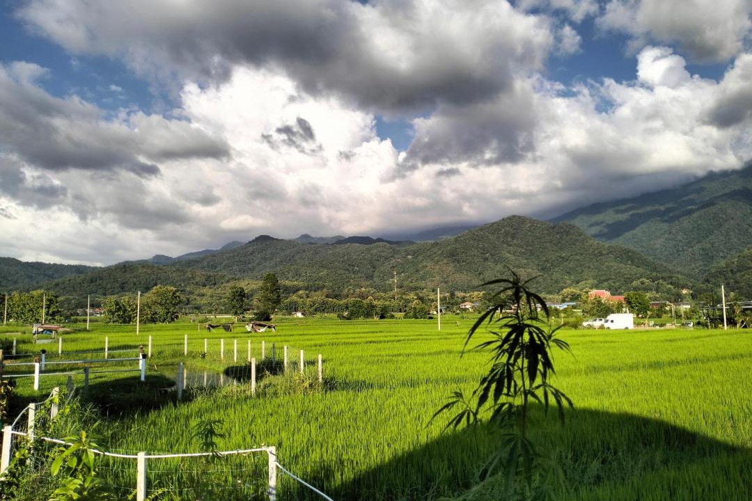 Photo of Others in Pua