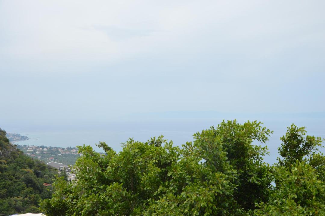 Photo of Others in Diasella
