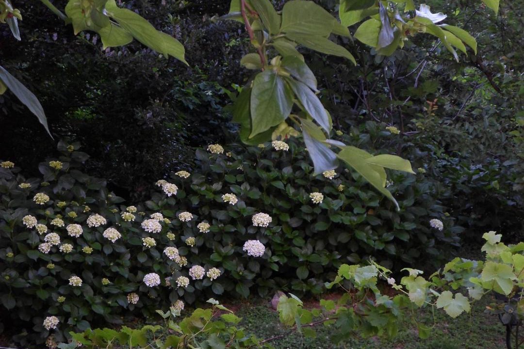 Photo of Others in Tsagarada