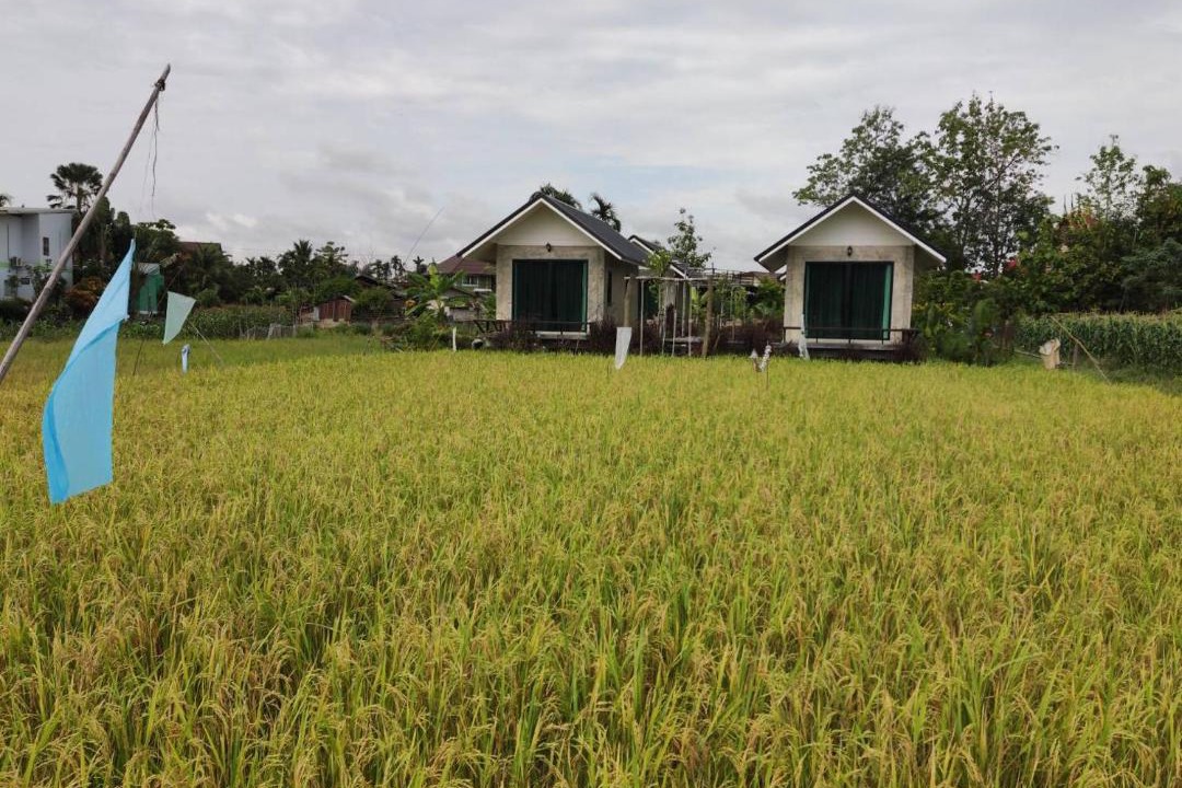 Photo of Others in Pua