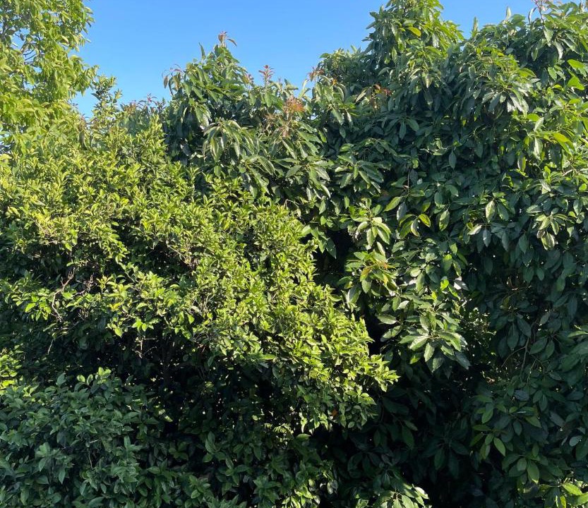 Photo of Outdoor in Vatolakkos