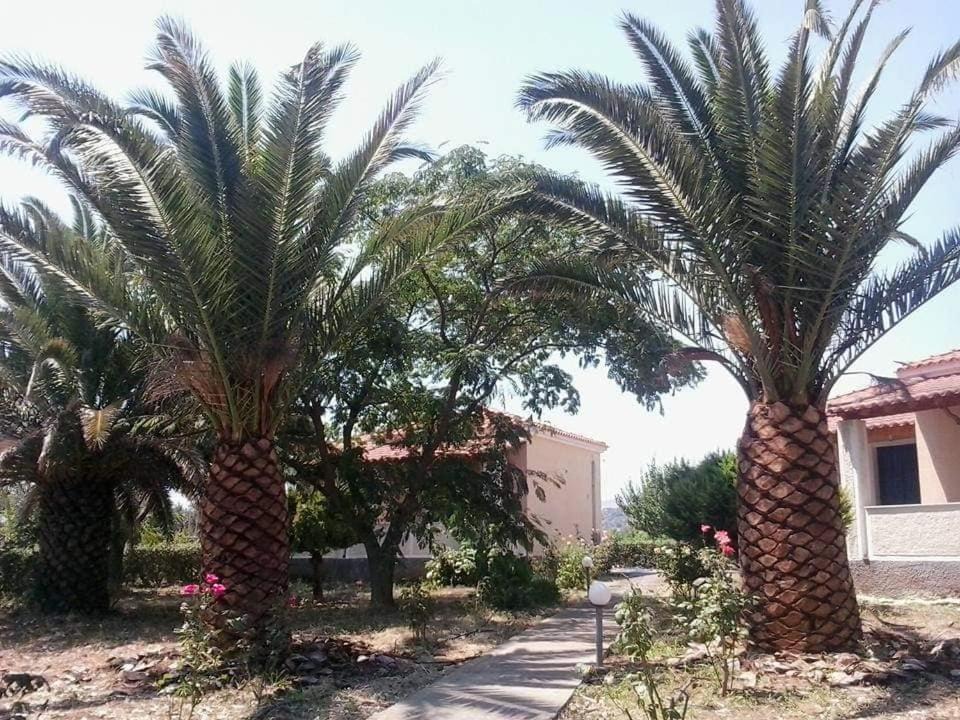 Photo of Others in Skala Kallonis