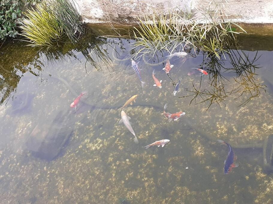 Photo of Others in Pitrofos