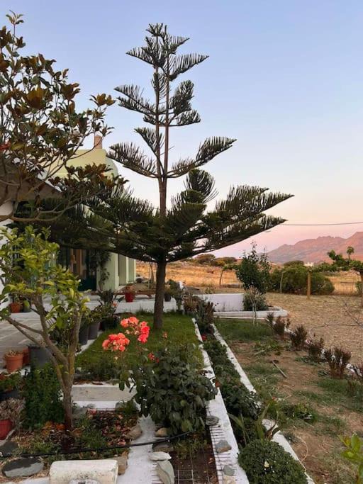 Photo of Others in Tinos