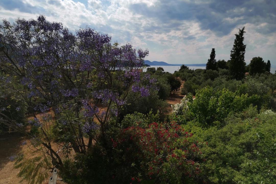Photo of Outdoor in Chalcis