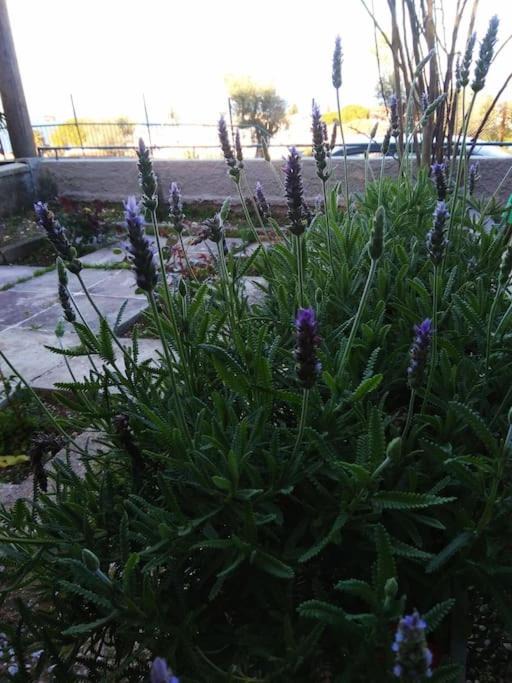 Photo of Outdoor in Mytilene