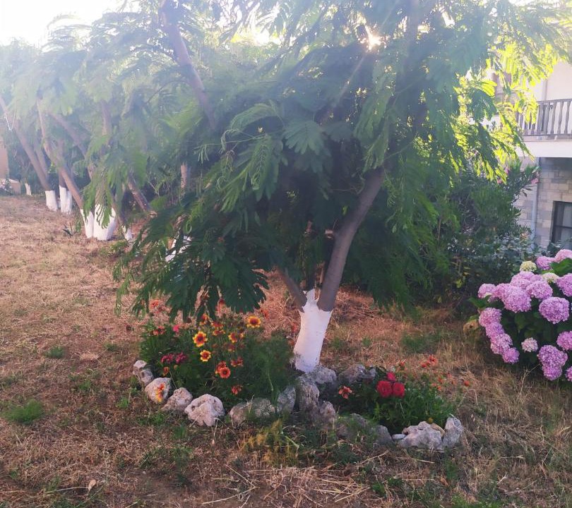 Photo of Others in Paleopoli