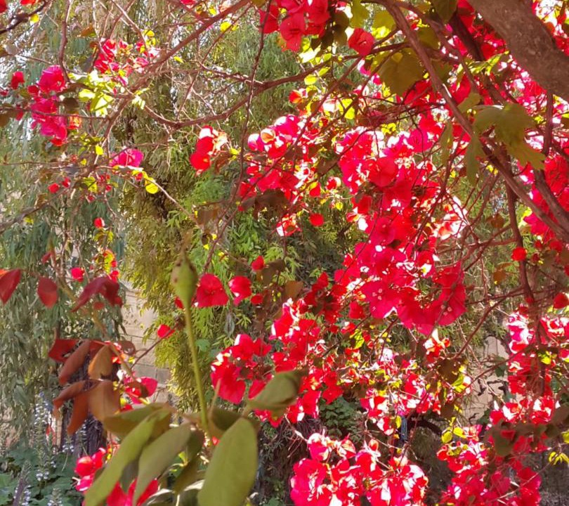 Photo of Others in Dafnata
