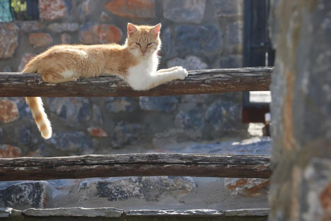 Photo of Others in Edessa