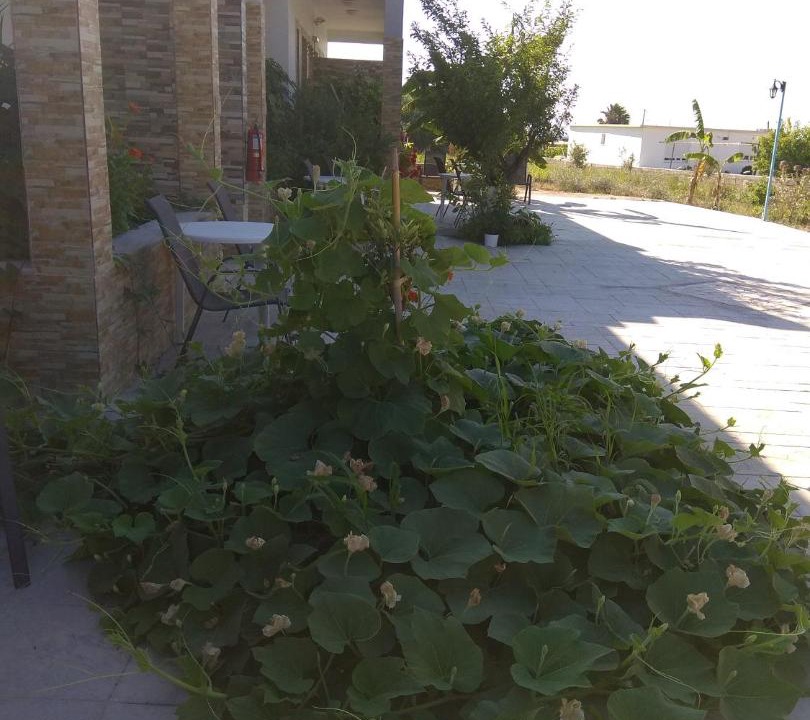 Photo of Outdoor in Kefalos