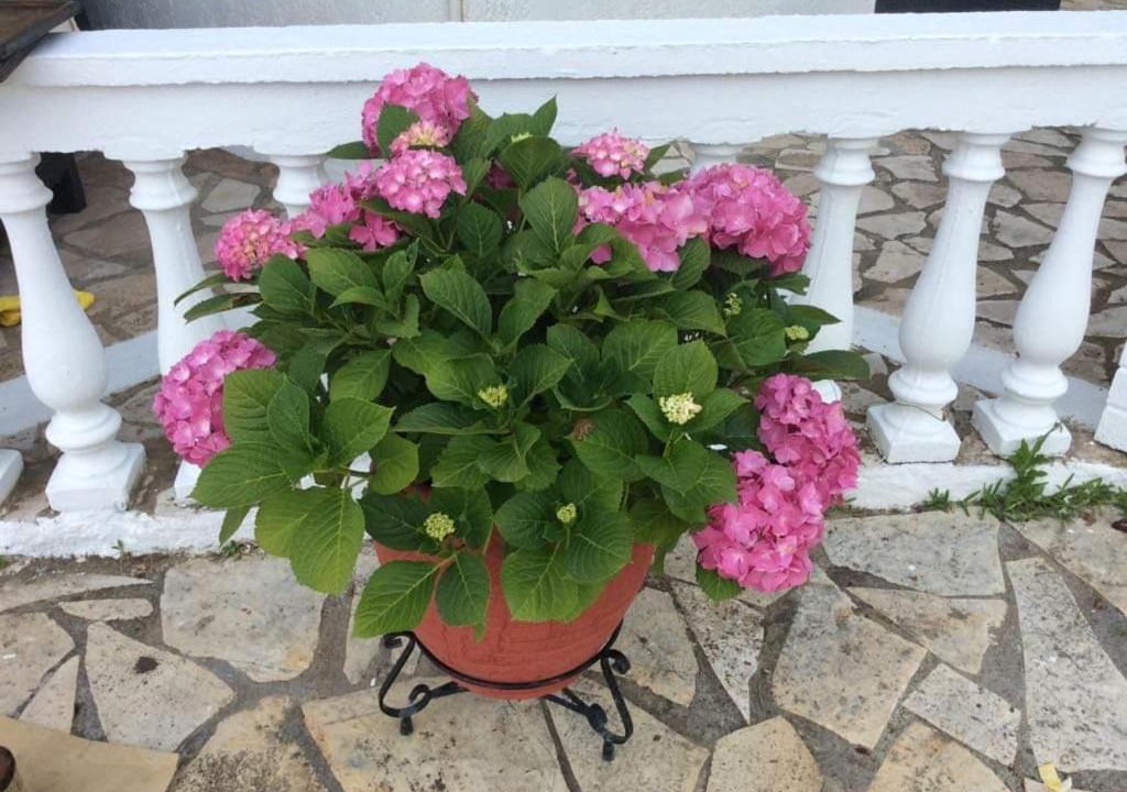 Photo of Patio Balcony in Dafnata