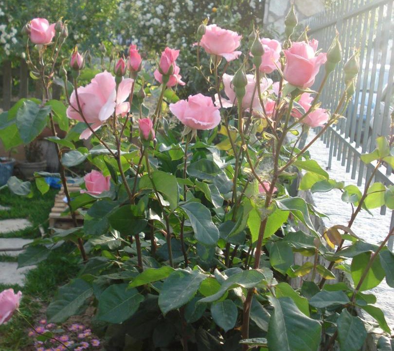 Photo of Patio Balcony in Paralia