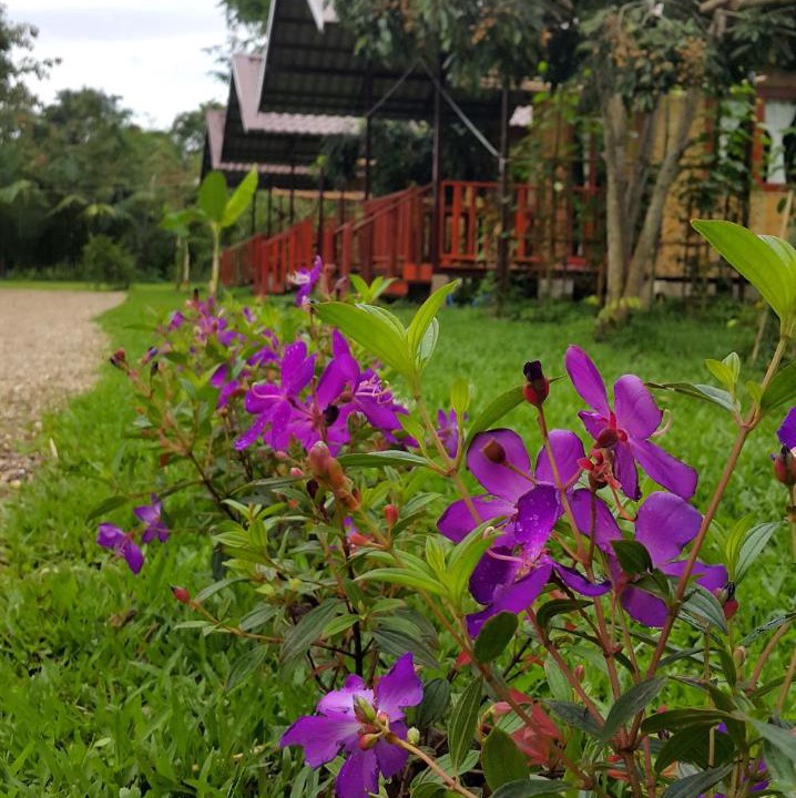 Photo of Others in Chiang Dao