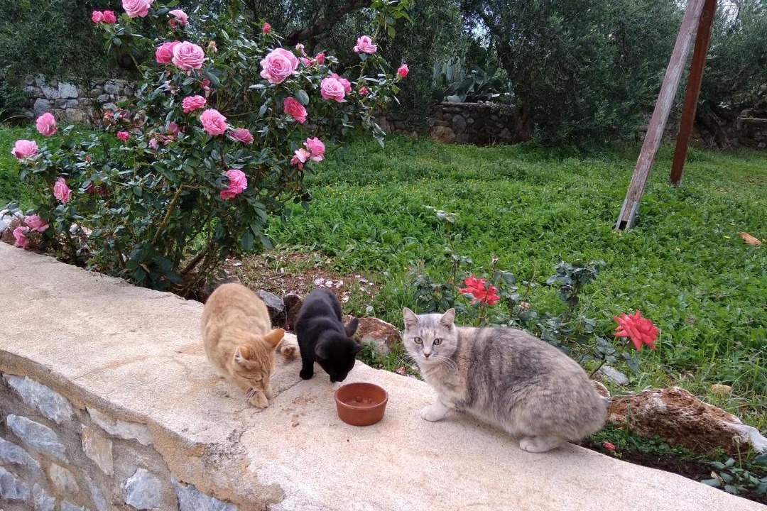 Photo of Others in Charouda