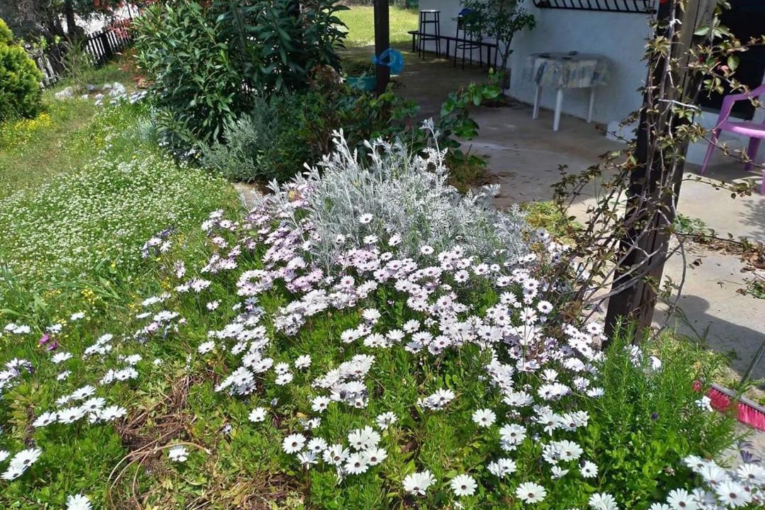 Photo of Outdoor in Afissos