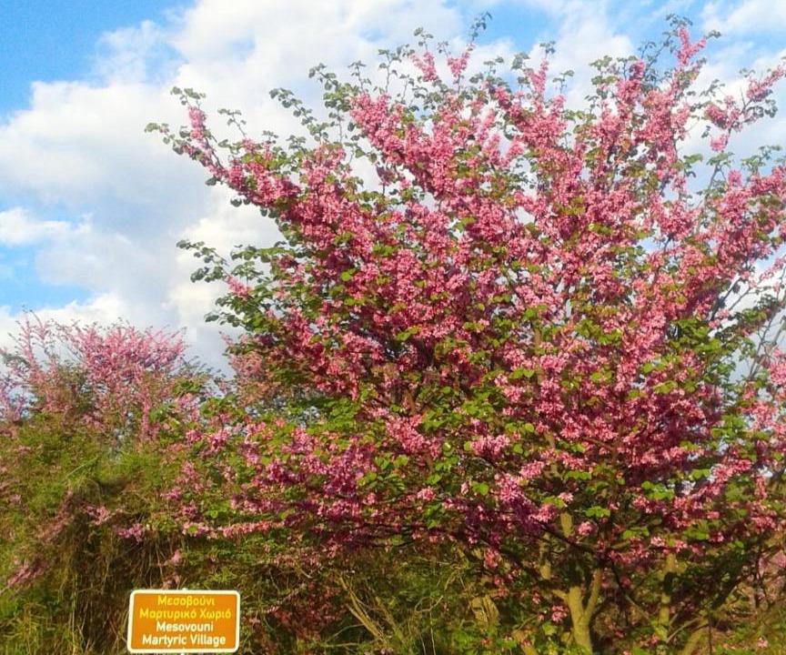 Photo of Outdoor in Mesovouni