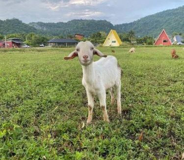 Noen Maprang Resort | The mountain deer view lodge & hashery
