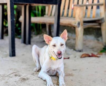 Koh Rong Sanloem Hostel | Yellow Sun M'pay Bay Koh Rong Sanloem