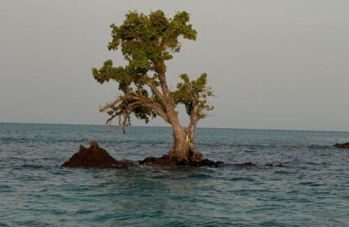 Ko Mak Resort | Naivacha Tent Koh Mak