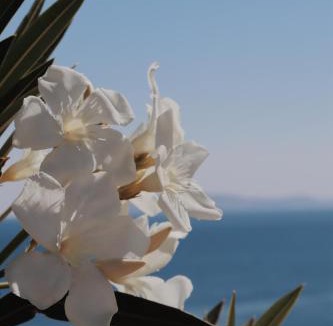 Mononaftis Resort | Peninsula Resort & Spa