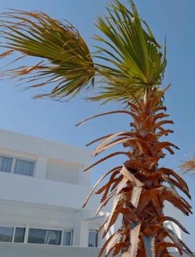 Seapalm Villa - Elegant Stay - Steps from the Sea