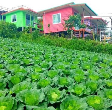ไร่รุ่งอรุณ ภูทับเบิก